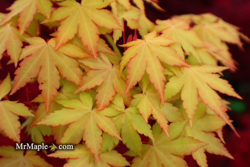 - Acer palmatum 'Dragon Master' Golden Weeping Japanese Maple - Mr Maple │ Buy Japanese Maple Trees