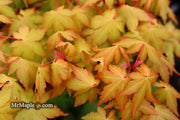 - Acer palmatum 'Dragon Master' Golden Weeping Japanese Maple - Mr Maple │ Buy Japanese Maple Trees