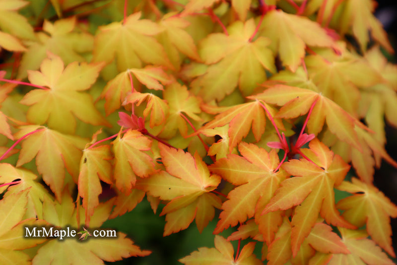 - Acer palmatum 'Dragon Master' Golden Weeping Japanese Maple - Mr Maple │ Buy Japanese Maple Trees