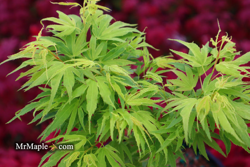 - Acer palmatum Kryptonite™ Japanese Maple - Mr Maple │ Buy Japanese Maple Trees