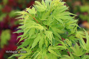 - Acer palmatum Kryptonite™ Japanese Maple - Mr Maple │ Buy Japanese Maple Trees
