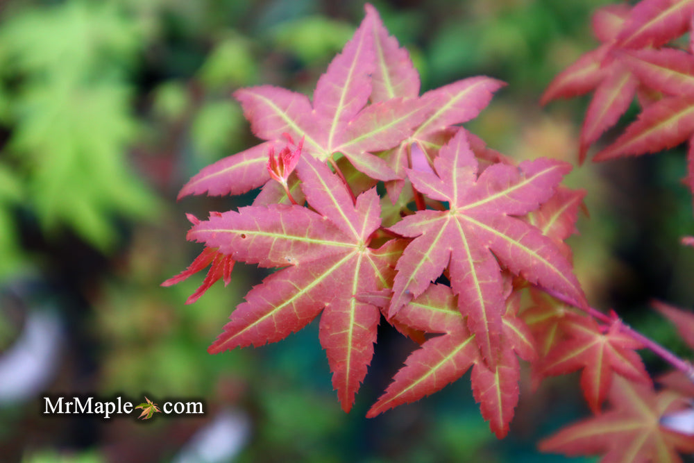 Acer palmatum 'Ruben' Pink Japanese Maple