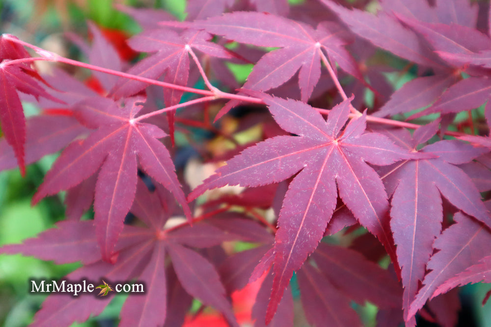 Acer palmatum 'Raigo ji' Japanese Maple