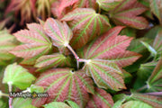 - Acer japonicum 'Taki no gawa' Full Moon Japanese Maple - Mr Maple │ Buy Japanese Maple Trees