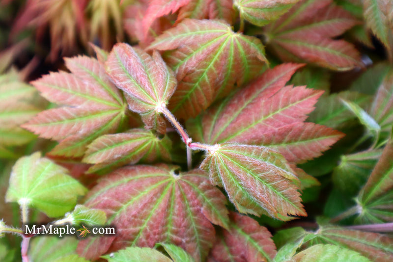 - Acer japonicum 'Taki no gawa' Full Moon Japanese Maple - Mr Maple │ Buy Japanese Maple Trees