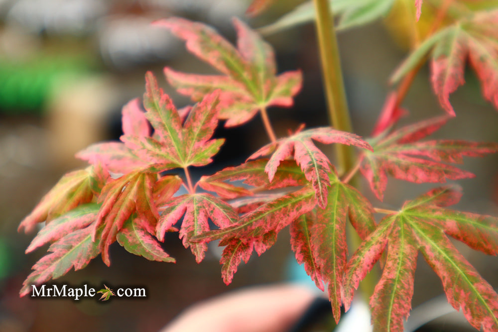 Acer palmatum 'Radiant™' Japanese Maple
