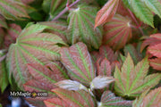 - Acer japonicum 'Taki no gawa' Full Moon Japanese Maple - Mr Maple │ Buy Japanese Maple Trees