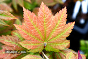 - Acer japonicum 'Taki no gawa' Full Moon Japanese Maple - Mr Maple │ Buy Japanese Maple Trees