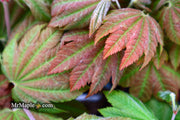 - Acer japonicum 'Taki no gawa' Full Moon Japanese Maple - Mr Maple │ Buy Japanese Maple Trees