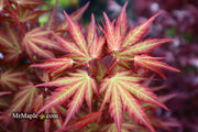 - Acer palmatum 'Mila' Japanese Maple - Mr Maple │ Buy Japanese Maple Trees