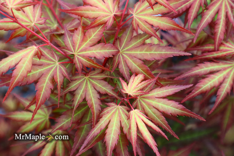 - Acer palmatum 'Mila' Japanese Maple - Mr Maple │ Buy Japanese Maple Trees