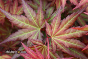 - Acer palmatum 'Mila' Japanese Maple - Mr Maple │ Buy Japanese Maple Trees