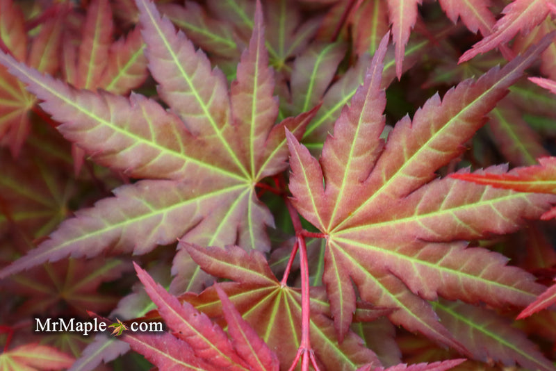 - Acer palmatum 'Mila' Japanese Maple - Mr Maple │ Buy Japanese Maple Trees