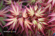 - Acer palmatum 'Mila' Japanese Maple - Mr Maple │ Buy Japanese Maple Trees