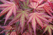 - Acer palmatum 'Mila' Japanese Maple - Mr Maple │ Buy Japanese Maple Trees