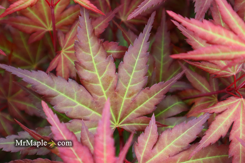 - Acer palmatum 'Mila' Japanese Maple - Mr Maple │ Buy Japanese Maple Trees