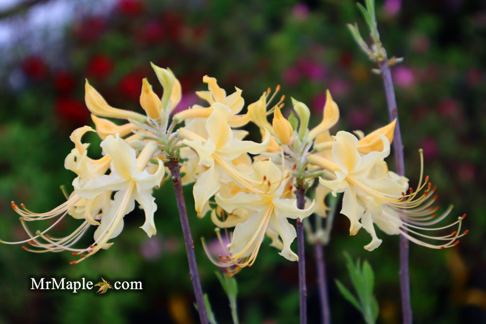 Azalea 'Lemon Lush’ Yellow Flowers Deciduous Azalea