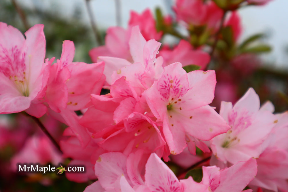 Azalea 'Hampton Beauty’ Pink Flowering Pericat Azalea