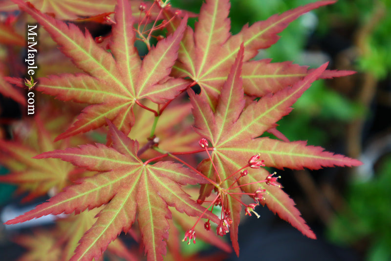 - Acer palmatum 'Mila' Japanese Maple - Mr Maple │ Buy Japanese Maple Trees