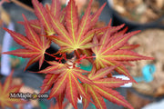 - Acer palmatum 'Mila' Japanese Maple - Mr Maple │ Buy Japanese Maple Trees