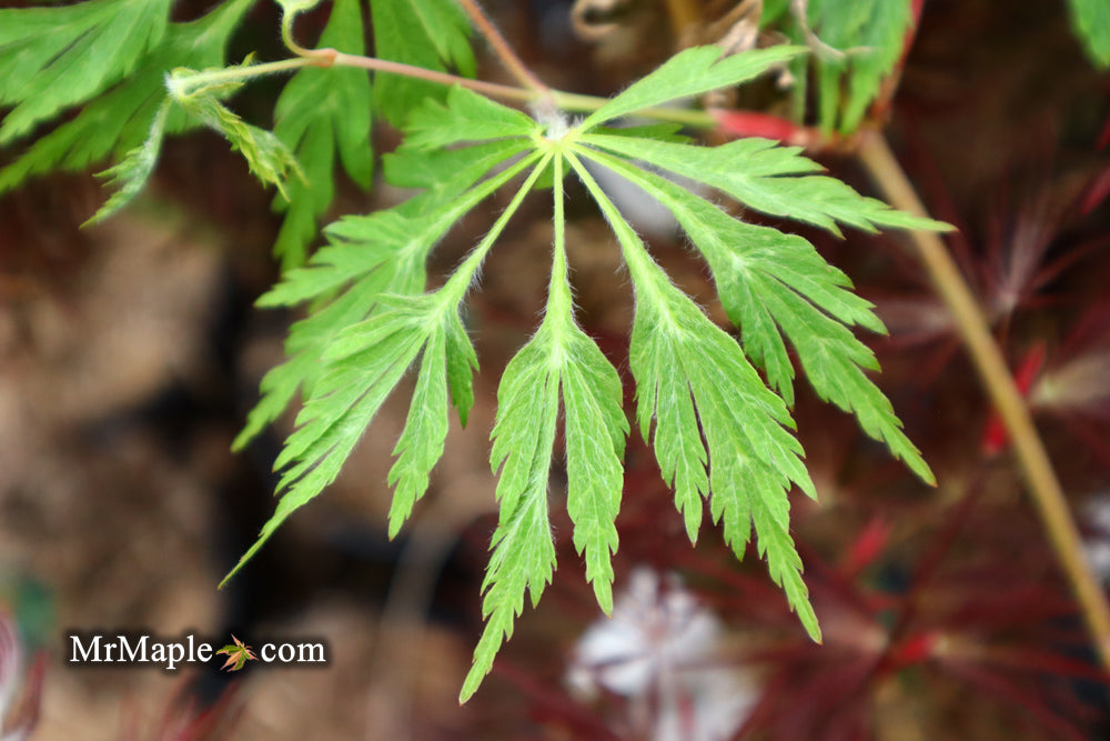 Acer japonicum 'Green Cascade' Japanese Maple