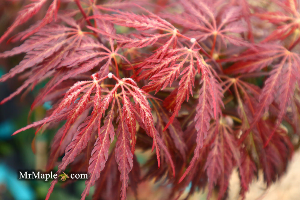 Acer palmatum 'Inaba shidare' Japanese Maple