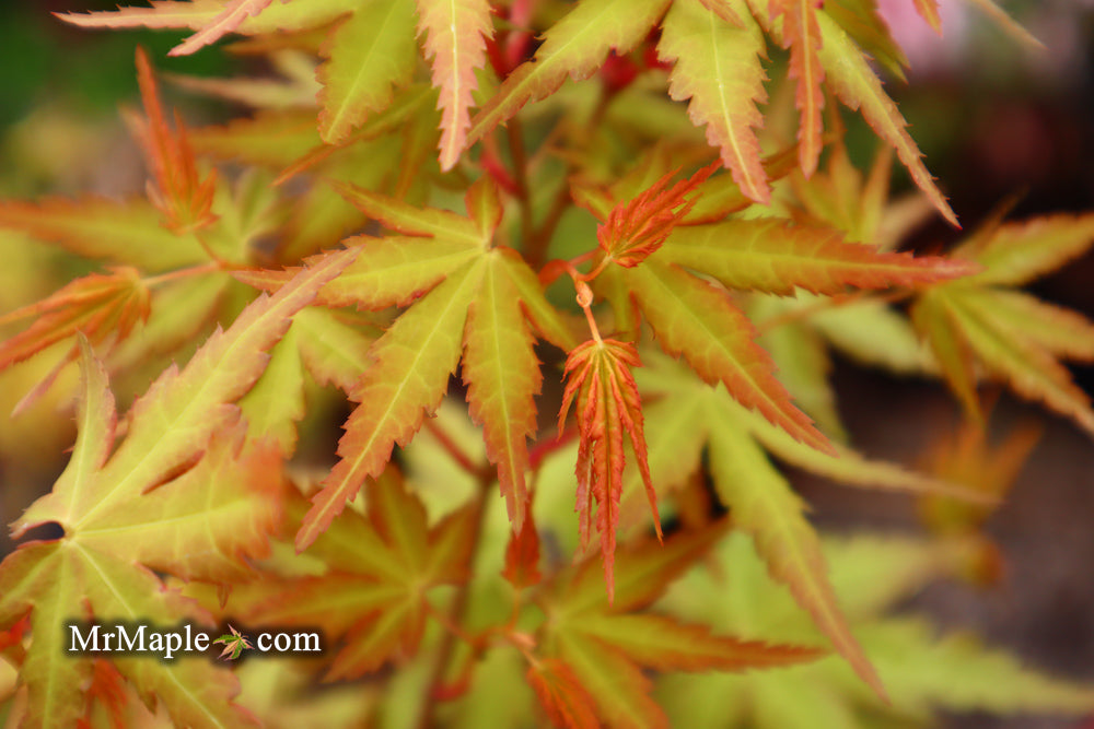 Acer palmatum 'La Diabla' Japanese Maple