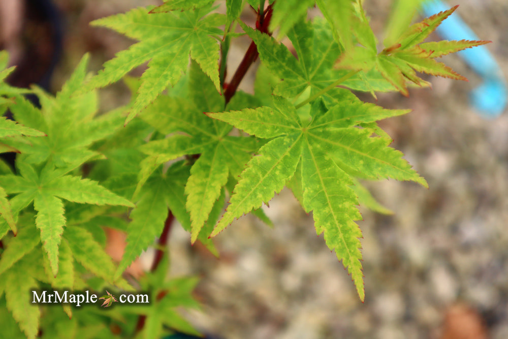 Acer palmatum 'Little Sango' Dwarf Coral Bark Japanese Maple