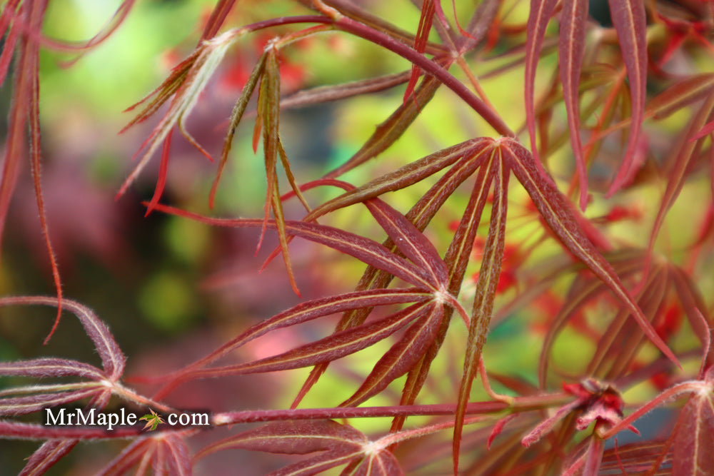 Acer palmatum 'Atrolineare' Japanese Maple