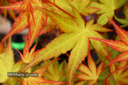 - Acer palmatum 'Alan's Gold' Pinebark Japanese Maple - Mr Maple │ Buy Japanese Maple Trees