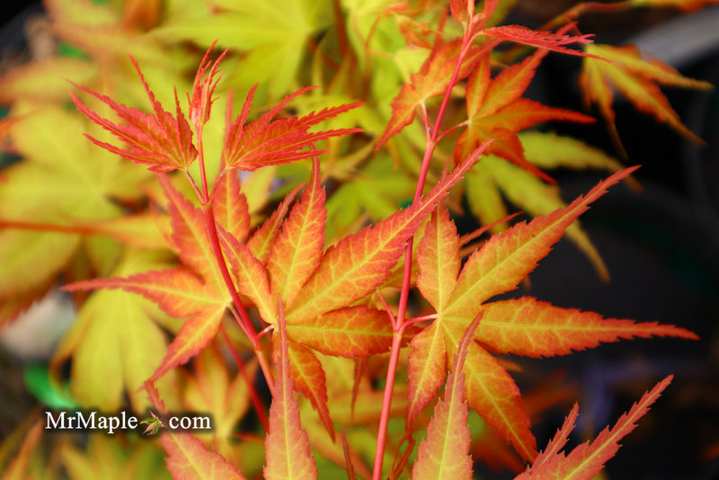 - Acer palmatum 'Alan's Gold' Pinebark Japanese Maple - Mr Maple │ Buy Japanese Maple Trees