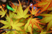 - Acer palmatum 'Alan's Gold' Pinebark Japanese Maple - Mr Maple │ Buy Japanese Maple Trees