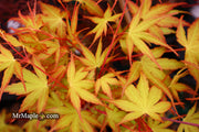 - Acer palmatum 'Alan's Gold' Pinebark Japanese Maple - Mr Maple │ Buy Japanese Maple Trees