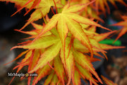 - Acer palmatum 'Alan's Gold' Pinebark Japanese Maple - Mr Maple │ Buy Japanese Maple Trees