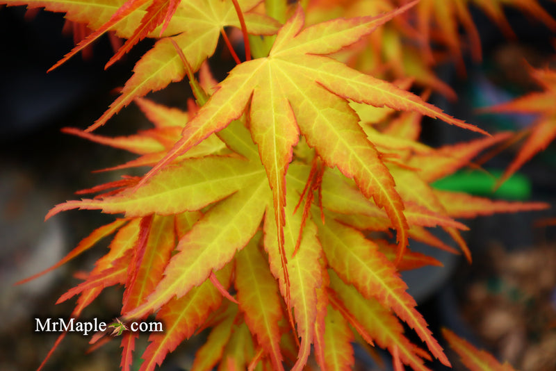 - Acer palmatum 'Alan's Gold' Pinebark Japanese Maple - Mr Maple │ Buy Japanese Maple Trees