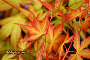 - Acer palmatum 'Alan's Gold' Pinebark Japanese Maple - Mr Maple │ Buy Japanese Maple Trees
