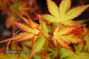 - Acer palmatum 'Alan's Gold' Pinebark Japanese Maple - Mr Maple │ Buy Japanese Maple Trees