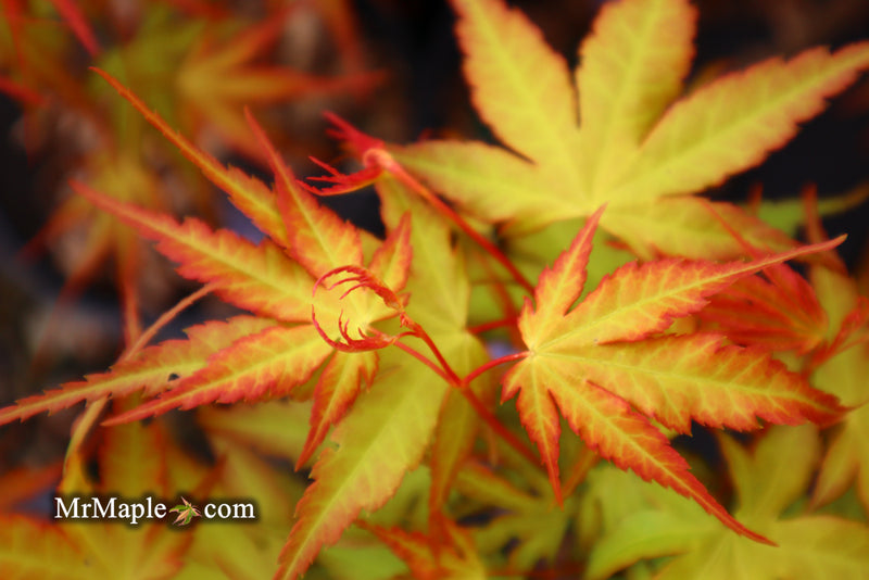 - Acer palmatum 'Alan's Gold' Pinebark Japanese Maple - Mr Maple │ Buy Japanese Maple Trees