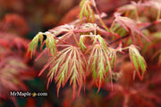 - FOR PICK UP ONLY | Acer palmatum 'Orangeola' Japanese Maple | DOES NOT SHIP - Mr Maple │ Buy Japanese Maple Trees