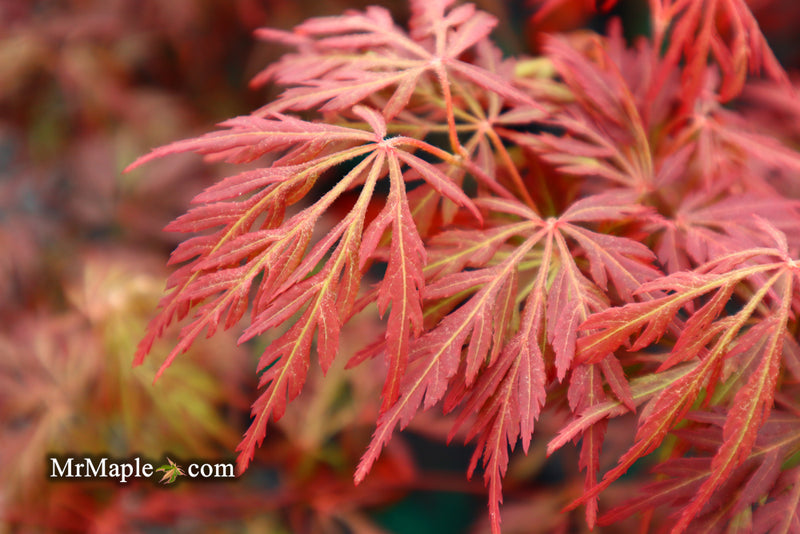 - FOR PICK UP ONLY | Acer palmatum 'Orangeola' Japanese Maple | DOES NOT SHIP - Mr Maple │ Buy Japanese Maple Trees