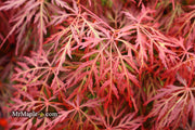- FOR PICK UP ONLY | Acer palmatum 'Orangeola' Japanese Maple | DOES NOT SHIP - Mr Maple │ Buy Japanese Maple Trees