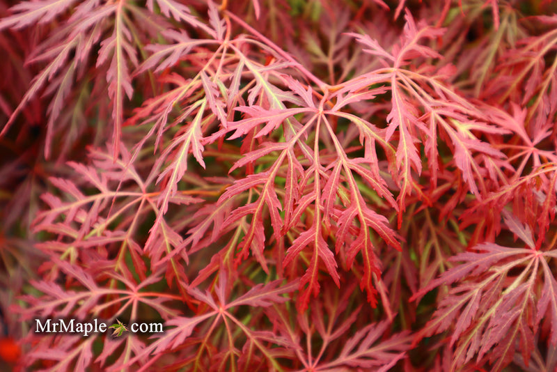 - FOR PICK UP ONLY | Acer palmatum 'Orangeola' Japanese Maple | DOES NOT SHIP - Mr Maple │ Buy Japanese Maple Trees