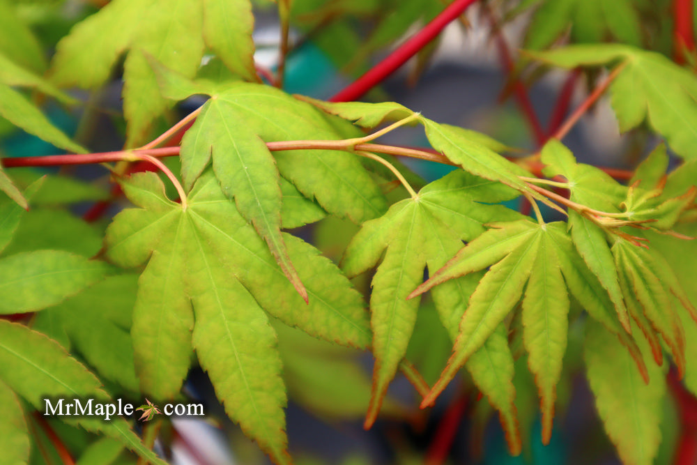Acer palmatum 'Winter Red' Coral Bark Japanese Maple