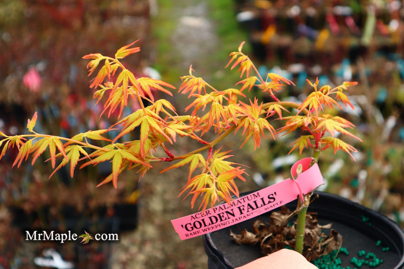 - Acer palmatum 'Golden Falls' Weeping Golden Japanese Maple - Mr Maple │ Buy Japanese Maple Trees