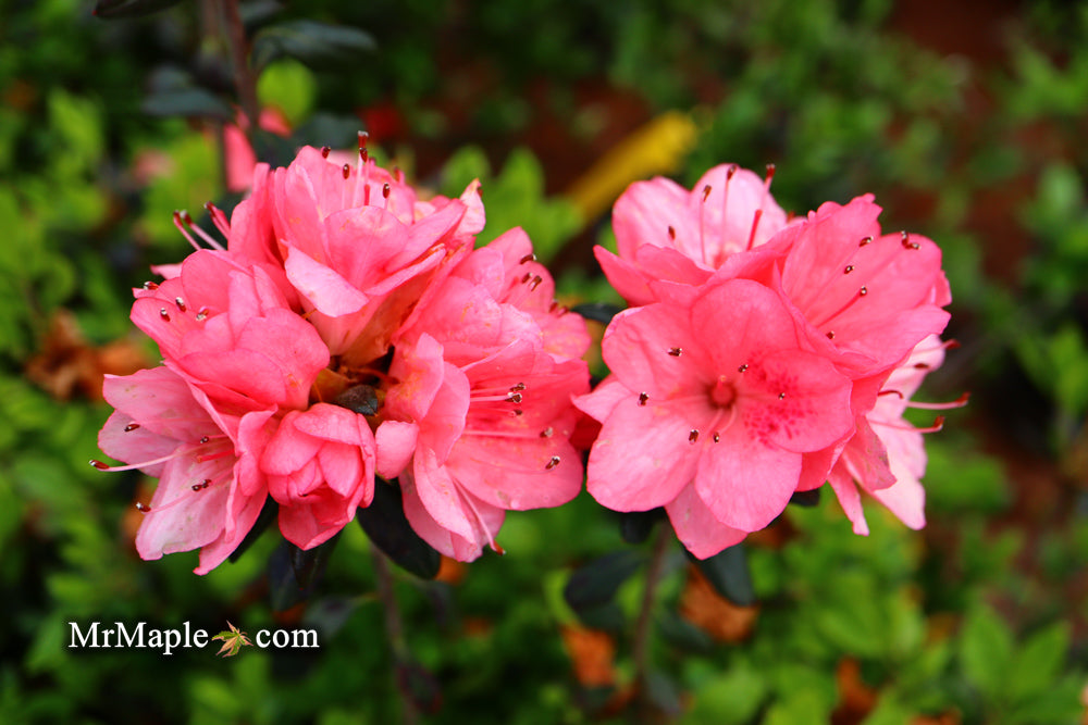 Azaleas and Rhododendron