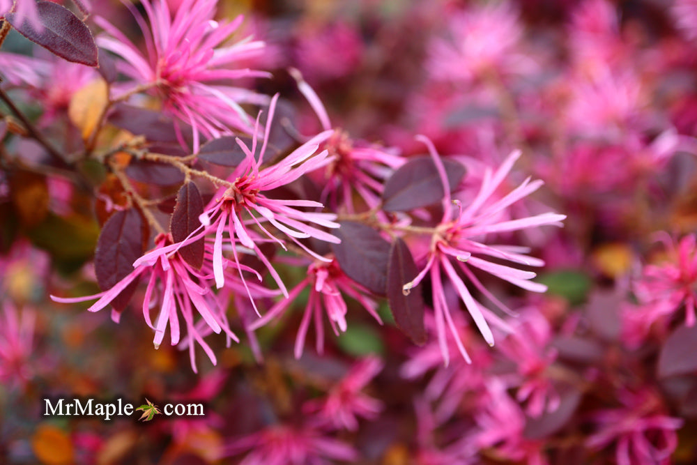 Loropetalum ‘Daruma' Maroon Leaf Fringe Flower