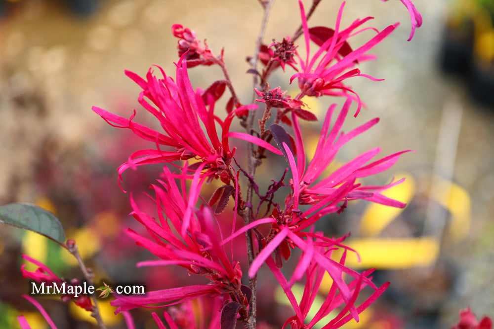 Loropetalum ‘Carolina Midnight' Purple Leaf Fringe Flower