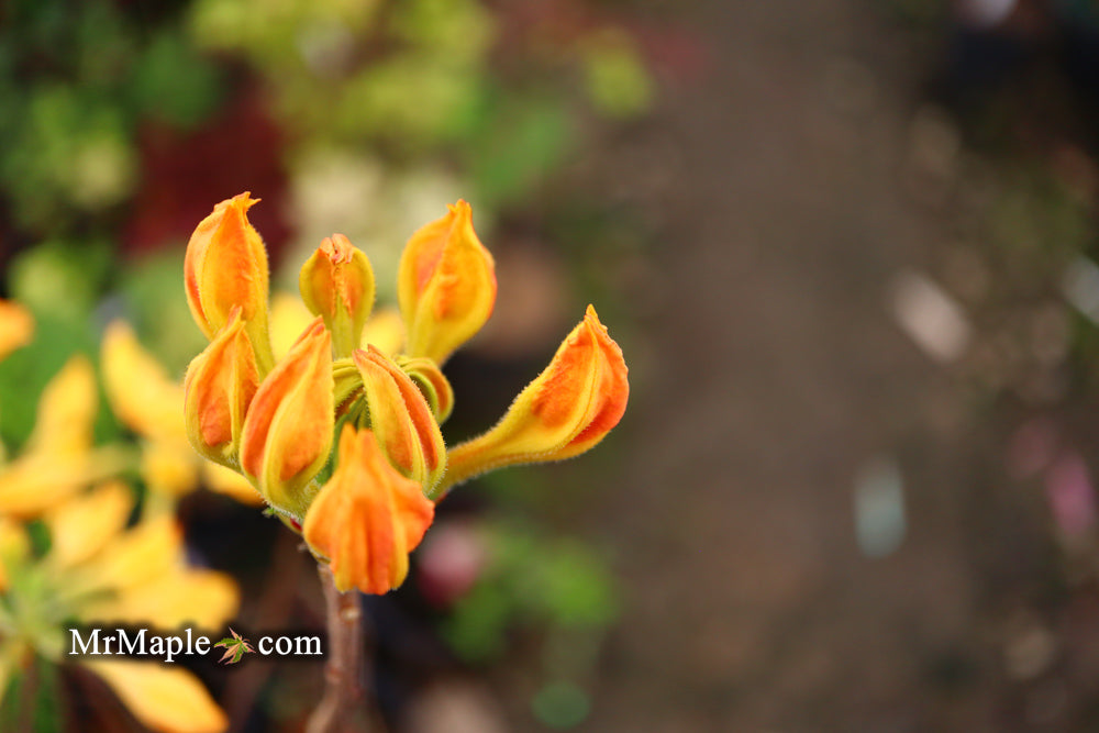 Azalea 'Golden Lights’ Yellow Orange Flowers Azalea Northern Lights
