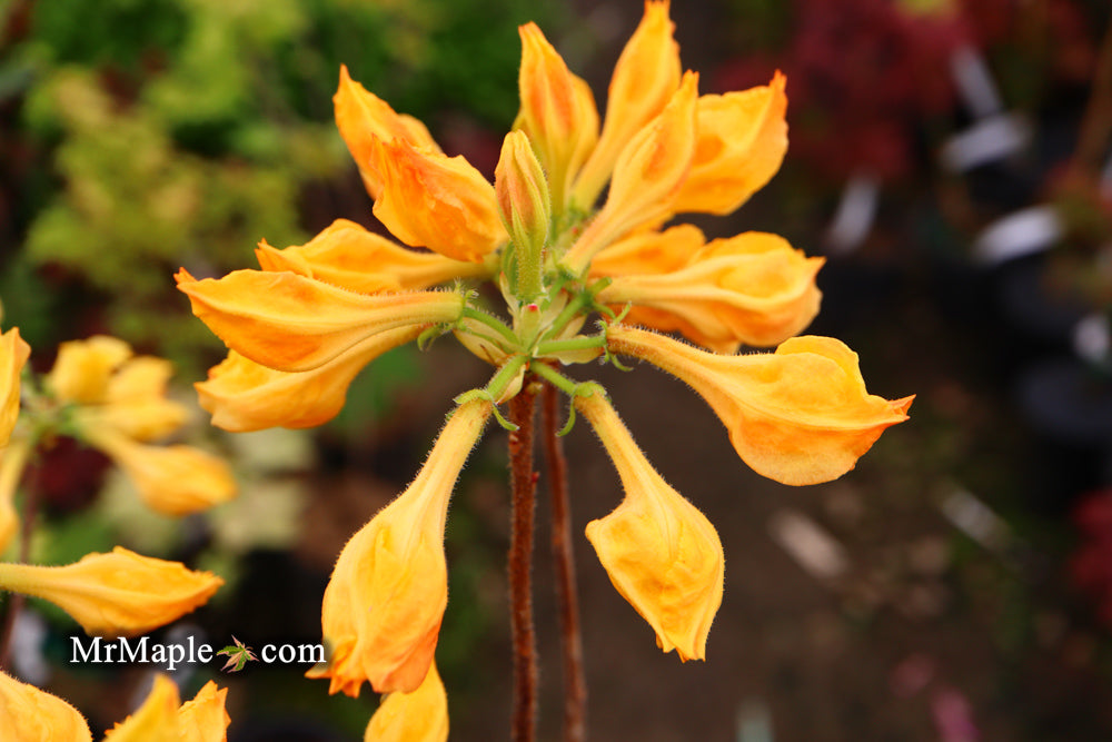 Azalea 'Golden Lights’ Yellow Orange Flowers Azalea Northern Lights