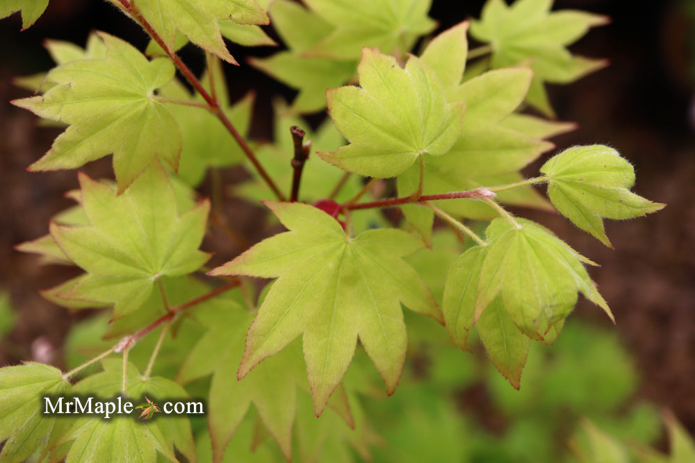 Acer palmatum 'Moon Shadow' Japanese Maple